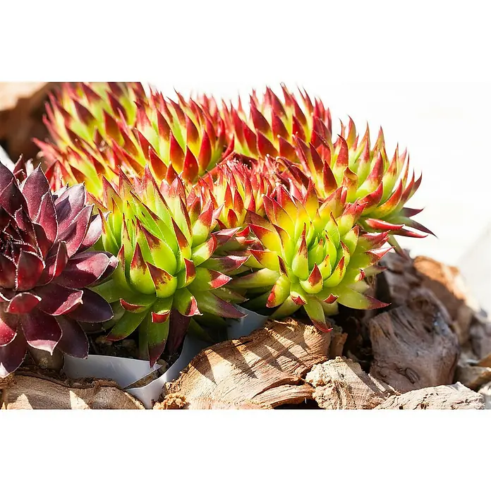 Hauswurz Mojito, Toety, Fruttii - Sempervivum Hybride, Topfgröße: 11 cm, Grün - Nahaufnahme von Hauswurz-Pflanzen mit grünen und roten Blättern in einem Beet mit Holzstücken.