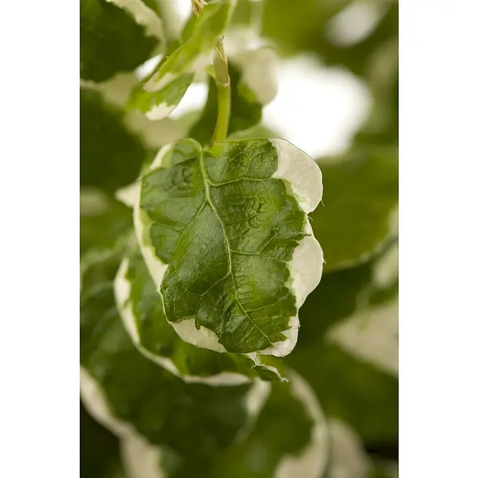 Piardino Birken-Feige - Ficus radicans, Topfgröße: 12 cm - Nahaufnahme eines Blattes des panaschierten Kletterfeigen-Baumes mit grünem Zentrum und weißem Rand.