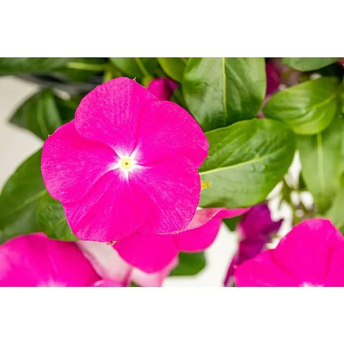 Staude - Catharanthus roseus, Topfgröße: 11 cm - Nahaufnahme einer leuchtend pinkfarbenen Madagaskar-Immergrün-Blume mit grünen Blättern.