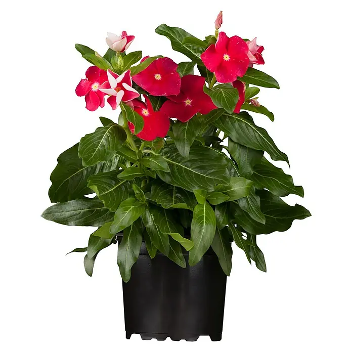 Staude - Catharanthus roseus, Topfgröße: 11 cm - Eine Topfpflanze mit roten Blümchen und sattgrünen Blättern. Die Vinca-Pflanze ist ein Hingucker für Fensterbank oder Balkon.