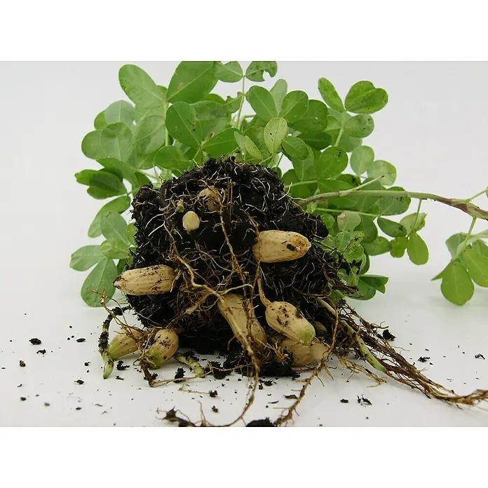 Blu Bio Erdnuss - Arachis hypogaea, Topfgröße: 12 cm - Frisch geerntete Erdnusspflanze mit Erdnüssen, Wurzeln und grünen Blättern auf hellem Untergrund.