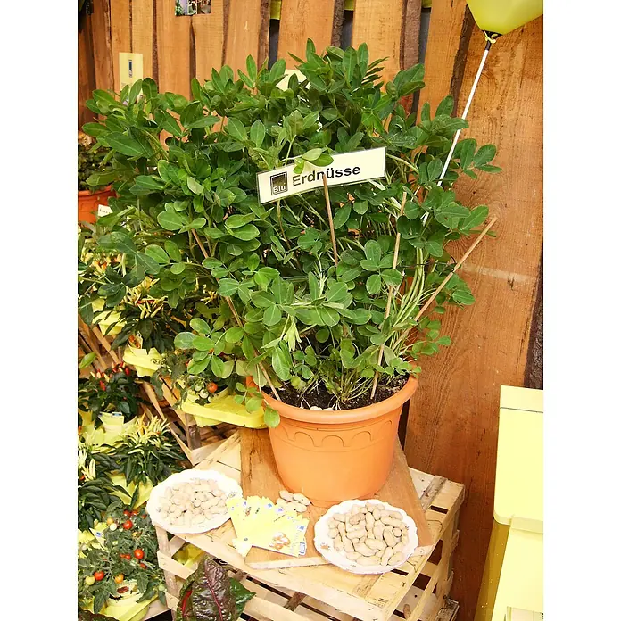 Blu Bio Erdnuss - Arachis hypogaea, Topfgröße: 12 cm - Erdnusspflanze in einem Topf mit der Aufschrift "Erdnüsse" und zwei Schalen Erdnüsse auf einem Holztisch.