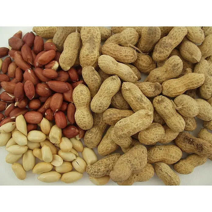 Blu Bio Erdnuss - Arachis hypogaea, Topfgröße: 12 cm - Vielfalt an Erdnüssen: Geschälte, geröstete und ungeschälte Erdnüsse in einer bunten Mischung für den perfekten Snack.