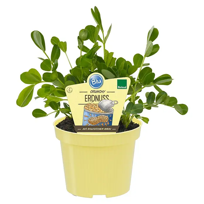 Blu Bio Erdnuss - Arachis hypogaea, Topfgröße: 12 cm - Nahaufnahme einer Erdnusspflanze in einem gelben Topf mit einem Etikett, das die Aufschrift "Crunchy Erdnuss" trägt.