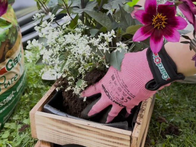 Verschiedene Sommerblumen werden in die Holzkiste mit Teichfolie gepflanzt