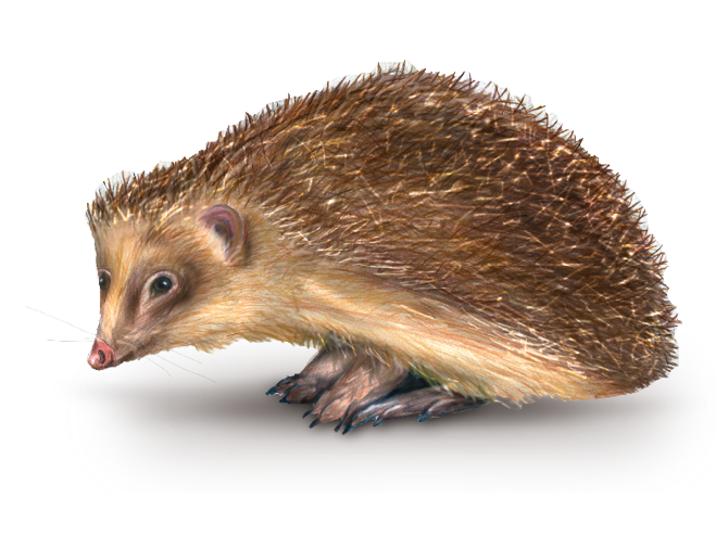 Illlustrierter Igel