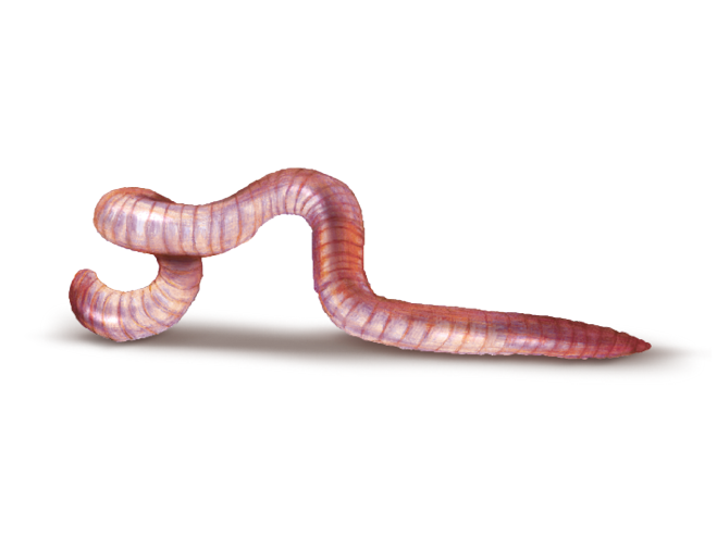 Illustrierter Regenwurm