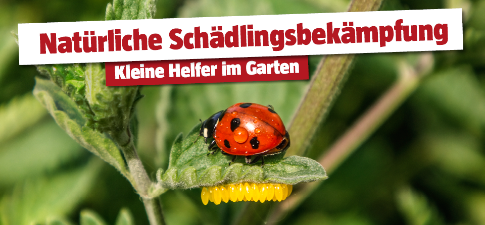 Marienkäfer auf Tomatenpflanze, unterm Blatt die Eier, Titel Natürliche Schädlingsbekämpfung