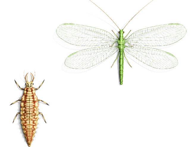 Illustrierte Florfliege mit Larve 