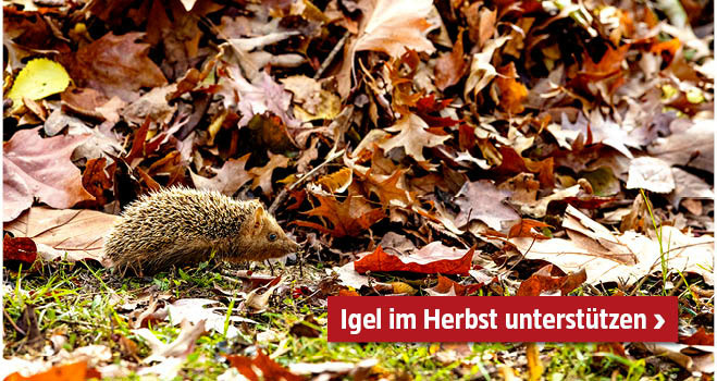 Igel läuft neben Herbstlaub vorbei