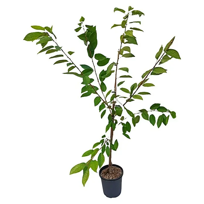 Süßkirschbaum Set - 2 Stk., Prunus Kordia & Dönissens Gelbe Knorpelkirsche, Topfvolumen: 7,5 l - Attraktiver, kleiner Baum mit üppigem, grünem Blätterkleid in einem schwarzen Topf. Ideal für den Innen- oder Außenbereich, ein echter Hingucker.