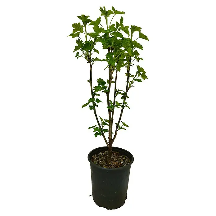 Johannesbeere Set - 4 Stk., Rovada, Titania, Rosetta & Weiße Versailler, Topfvolumen: 3,5 l - Ein junger Johannisbeerstrauch in einem schwarzen Topf mit grünen Blättern. Ideal für den Garten oder den Balkon.