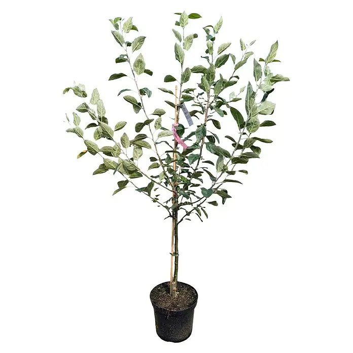 Apfelbaum Set - 2 Stk., Malus Ingrid Marie & Malus Goldparmäne, Topfvolumen: 7,5 l - Ein junger, belaubter Baum in einem schwarzen Topf, gestützt von einem Bambusstab, mit einem Etikett.