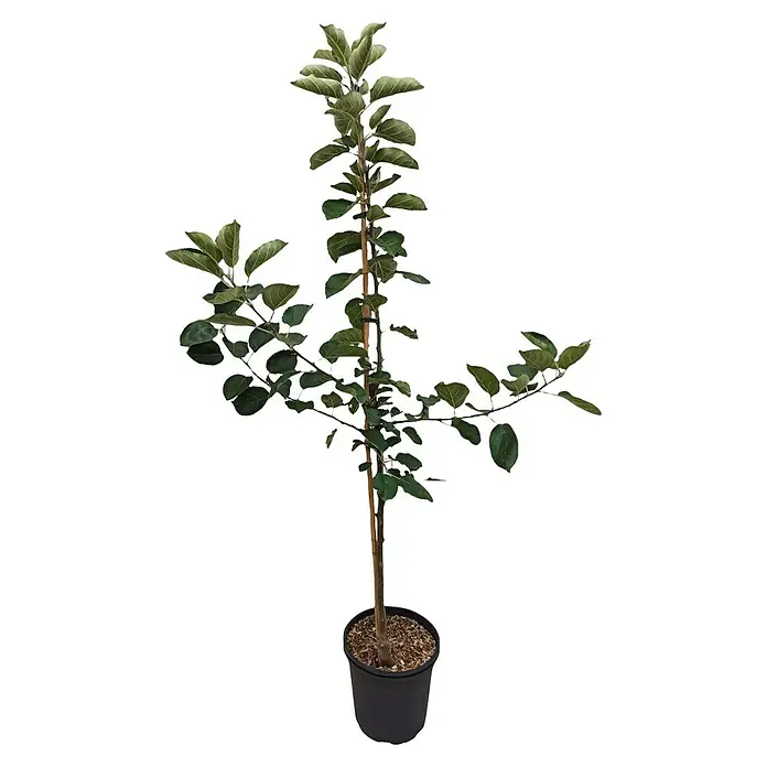 Apfelbaum Set - 2 Stk., Malus Klarapfel & Malus Roter Boskoop, Topfvolumen: 7,5 l - Junger Apfelbaum im Topf, bereit für das Einpflanzen im Garten oder auf dem Balkon, mit saftig grünen Blättern an schlankem Stamm.
