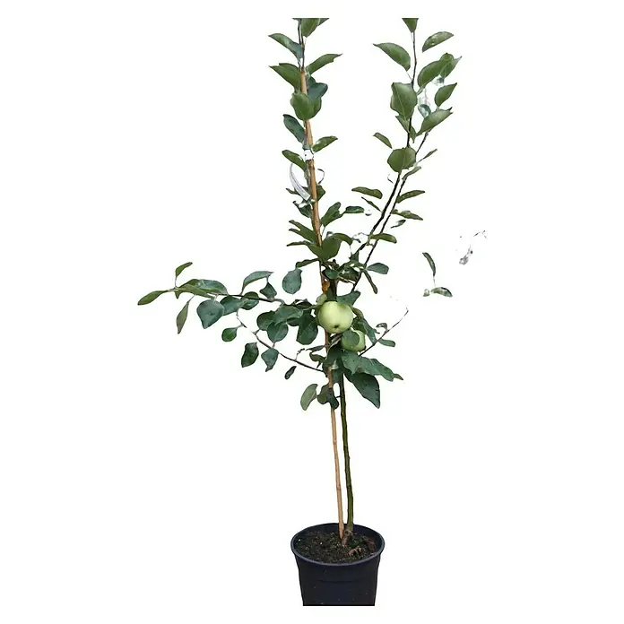 Apfelbaum Set - 2 Stk., Malus Klarapfel & Malus Roter Boskoop, Topfvolumen: 7,5 l - Ein junger Apfelbaum im Topf. Der Baum ist an einen Stock gebunden und trägt grüne Äpfel.