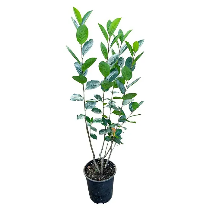 Beerenstrauch - Set - 4 Stk., Leikora, Pollmix, Aronia Nero & Goji, Topfvolumen: 3,5 l - Auf diesem Bild ist eine Aronia melanocarpa 'Nero' Pflanze in einem Topf zu sehen, mit grünen Blättern an mehrfachen Stängeln.