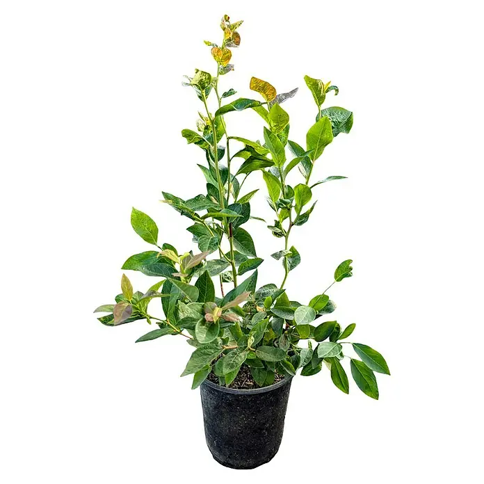Beerenstrauch - Set - 4 Stk., Ribes rubrum 'Rolan', Ribes uva-crispa 'Hinnonmäki rot', Rubus idaeus 'Rubaca' & Vaccinum corymbosum 'Chandler, Topfvolumen: 3,5 l - Nahaufnahme einer Topfpflanze mit grünen Blättern. Die Pflanze ist in einem schwarzen Topf, der gut sichtbar ist.