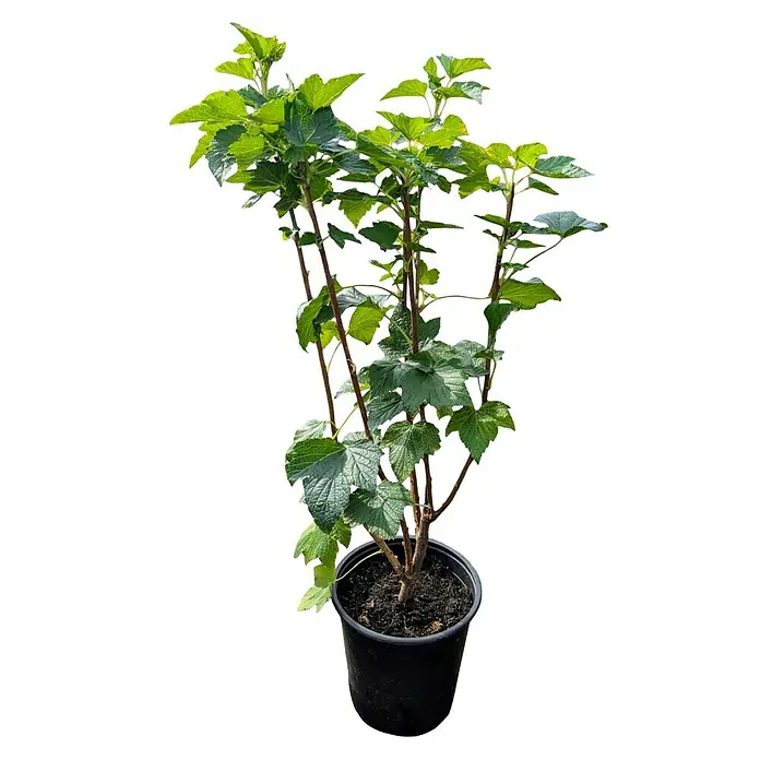 Beerenstrauch - Set - 4 Stk., Rondom, Ben Lemond, Leora & Invicta, Topfvolumen: 3,5 l - Ein Ribiselstrauch im Topf mit grünen Blättern und braunen Ästen, ideal für den Garten oder Balkon.