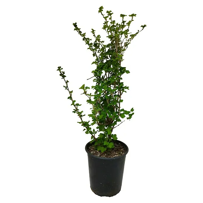 Beerenstrauch - Set - 4 Stk., Ribes rubrum 'Rolan', Ribes uva-crispa 'Hinnonmäki rot', Rubus idaeus 'Rubaca' & Vaccinum corymbosum 'Chandler, Topfvolumen: 3,5 l - Diese aufrechte Johannisbeere in einem Topf bringt grüne Lebendigkeit und natürliche Schönheit in jeden Raum, ideal für Gartenliebhaber.