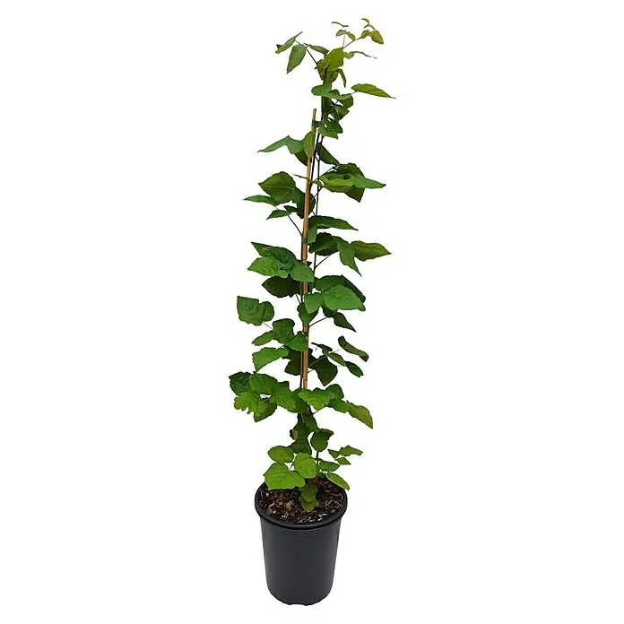 Beerenstrauch - Set - 4 Stk., Autumn Bliss, Autumn First, Thornless Evergreen & Tayberry Buckingham, Topfvolumen: 3,5 l - Ein kräftiger Maulbeerbaum-Sämling, an einem Bambusstab befestigt, in einem schwarzen Topf. Ideal für jeden Gartenliebhaber.