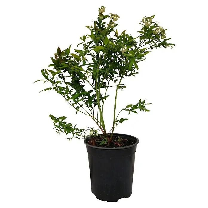 Beerenstrauch - Set - 4 Stk., Vitis 'Regent', Vitis 'Phönix', Vaccinum 'Pink Lemond' & Vaccinum 'Bluecrop', Topfvolumen: 3,5 l - Ein blühender Blaubeerstrauch in einem schwarzen Topf. Ein hübscher und kompakter Blaubeerstrauch, ideal für Garten und Balkon.