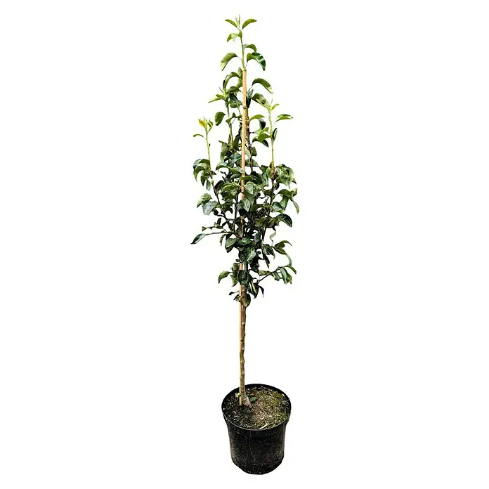 Birnenbaum Set - 2 Stk., Pyrus Williams Christ & Pyrus Conference, Topfvolumen: 7,5 l - Hübscher Zierbaum im Topf. Der Baum hat einen schlanken Stamm und grüne Blätter und ist perfekt für den Innen- und Außenbereich.