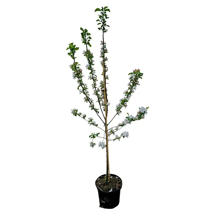 Apfelbaum - Malus domestica ‘Rebella’®, Topfvolumen: 10 l, Erntezeit: September - Ein blühender Zierapfelbaum in einem schwarzen Topf, gestützt von einem Bambusstab, zeigt seine zarten, weißen Blüten und grünen Blätter.