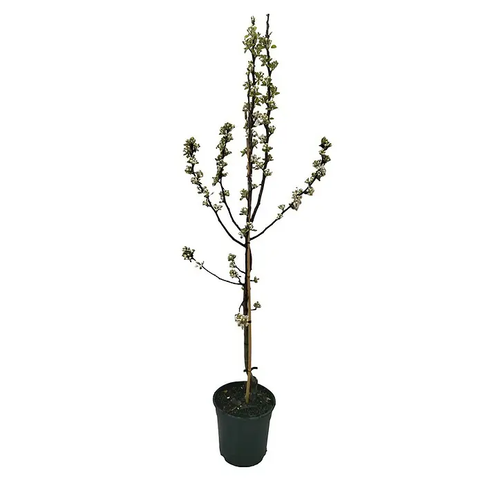 Birnenbaum Set - 2 Stk., Pyrus Köstliche von Charneux & Pyrus Novemberbirne, Topfvolumen: 7,5 l - Junger blühender Baum in einem Topf. Ideal für Garten, Terrasse oder Balkon mit seinen zarten weißen Blüten und dem schlanken Wuchs.
