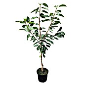 Süßkirschbaum Set (2 Stk., Prunus Sunburst & Prunus Lapins, Topfvolumen: 7,5 l) | BAUHAUS