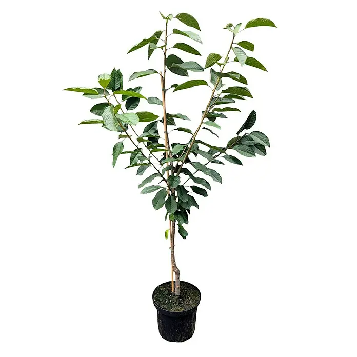 Süßkirschbaum - Set - 2 Stk., Prunus Sunburst & Prunus Lapins, Topfvolumen: 7,5 l - Ein junger, stabiler Kirschbaum in einem schwarzen Topf, bereit zum Einpflanzen. Die grünen Blätter und der Stützstab versprechen eine gute Entwicklung.