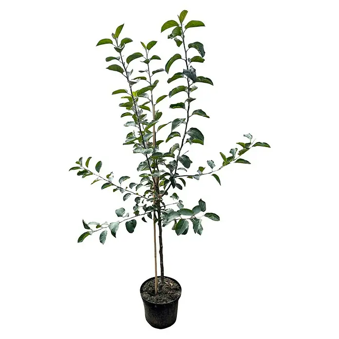 Apfelbaum Set - 2 Stk., Malus domestica 'Alkmene' & Malus domestica 'Jonagold', Topfvolumen: 7,5 l - Ein junger Apfelbaum in einem Topf, mit grünen Blättern und einem dünnen Stamm, der bereit ist für den Garten oder den Balkon.