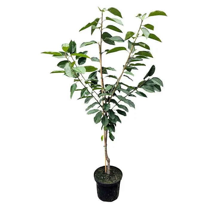 Süßkirschbaum - Prunus avium ‘Kordia’, Erntezeit: Juli - Ein junger Nashi-Birnenbaum in einem Topf, mit grünen Blättern und einem Bambusstab zur Unterstützung, vor schwarzem Hintergrund.
