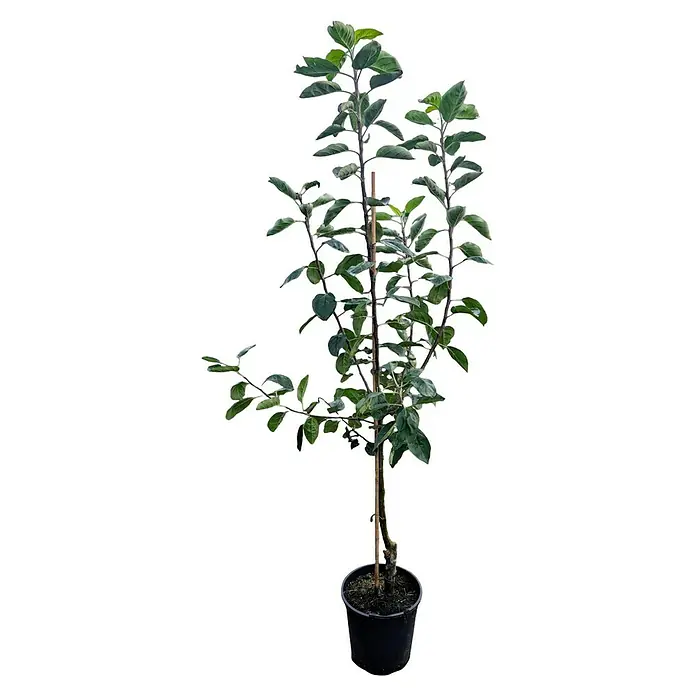 Apfelbaum Set - 2 Stk., Malus Dülmener Herbstrosenapfel & Elstar, Topfvolumen: 7,5 l - Ein junger Apfelbaum in einem schwarzen Topf mit grünen Blättern und einem Stützpfahl. Ideal für den Garten!
