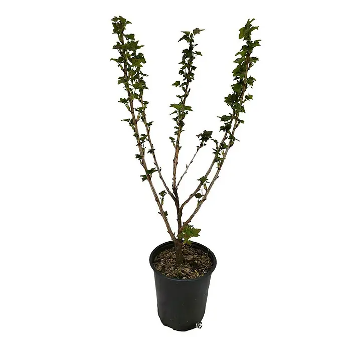 Johannisbeere Set - 4 Stk., Rovada, Titania, Rosetta & Weiße Versailler, Topfvolumen: 3,5 l - Schwarze Johannisbeere in einem Topf, bereit zum Einpflanzen in Ihrem Garten für köstliche Beeren.