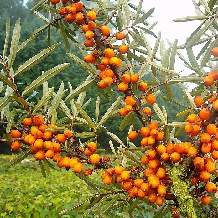 Beerenstrauch - Set - 4 Stk., Leikora, Pollmix, Aronia Nero & Goji, Topfvolumen: 3,5 l - Üppige Sanddornbeeren zieren einen Ast, mit grünen Blättern im Hintergrund, die die leuchtend orangefarbenen Früchte hervorheben.