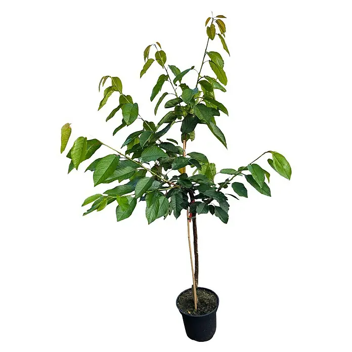 Süßkirschbaum - Set - 2 Stk., Prunus Regina & Prunus Burlat, Topfvolumen: 7,5 l - Ein junger Zierkirschbaum in einem schwarzen Topf, gestützt durch einen Bambusstab, mit grünen Blättern und Ästen.