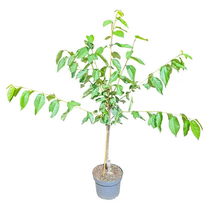 Süßkirschbaum - Set - 2 Stk., Prunus Schattenmorelle & Prunus Stella Compact, Topfvolumen: 7,5 l - Ein junger Walnussbaum in einem Topf mit grünen Blättern und einem schlanken Stamm. Ideal für den Garten oder Balkon.