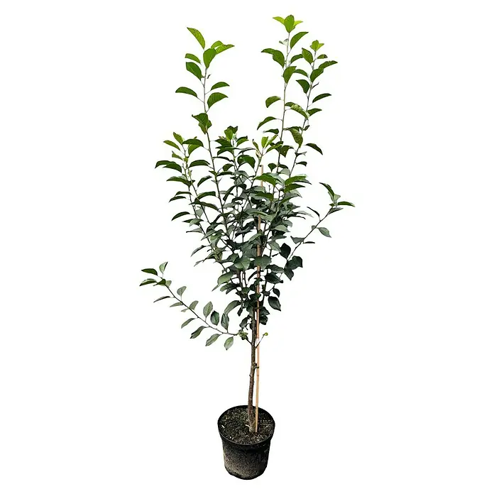Süßkirschbaum - Set - 2 Stk., Prunus Schattenmorelle & Prunus Stella Compact, Topfvolumen: 7,5 l - Ein junger Zierapfelbaum in einem Topf, der seine grüne Pracht entfaltet und auf ein blühendes Leben vorbereitet ist. Ideal für Garten und Terrasse.
