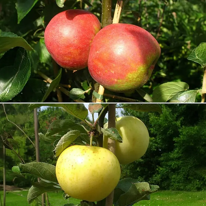 Apfelbaum Set - 2 Stk., Malus Klarapfel & Malus Roter Boskoop, Topfvolumen: 7,5 l - Zwei reife rote Äpfel hängen an einem Baum, während ein weiterer Baum grüne und gelbe Äpfel präsentiert.