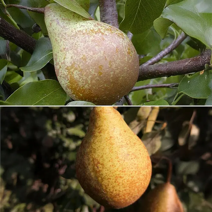 Birnenbaum Set - 2 Stk., Pyrus Köstliche von Charneux & Pyrus Novemberbirne, Topfvolumen: 7,5 l - Reife Birnen am Baum. Die Früchte weisen eine gelb-bräunliche Farbe auf und sind bereit für die Ernte.