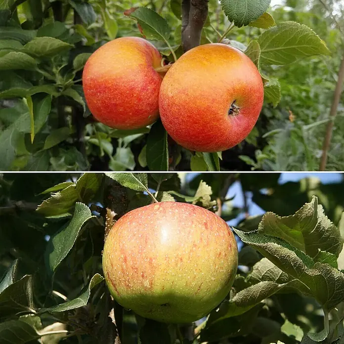 Apfelbaum Set - 2 Stk., Malus domestica 'Alkmene' & Malus domestica 'Jonagold', Topfvolumen: 7,5 l - Nahaufnahme von Äpfeln, die an einem Ast hängen, mit einem Fokus auf ihre rote und gelbe Farbe inmitten grüner Blätter.