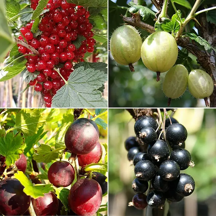 Beerenstrauch - Set - 4 Stk., Rondom, Ben Lemond, Leora & Invicta, Topfvolumen: 3,5 l - Verschiedene Beeren in einer Collage: Johannisbeeren, Stachelbeeren, Pflaumen und schwarze Johannisbeeren.