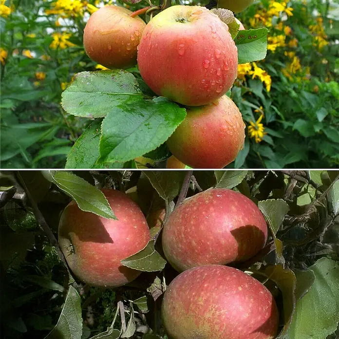 Apfelbaum Set - 2 Stk., Malus Ingrid Marie & Malus Goldparmäne, Topfvolumen: 7,5 l - Reife Äpfel am Baum.