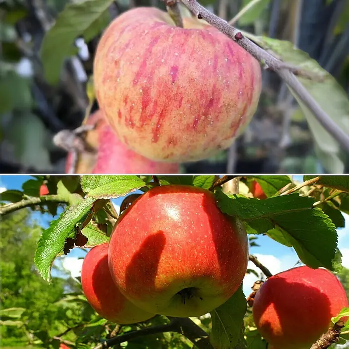 Apfelbaum Set2 Stk., Malus James Grieve & Malus Topaz, Topfvolumen: 7,5 l - Informationsansicht