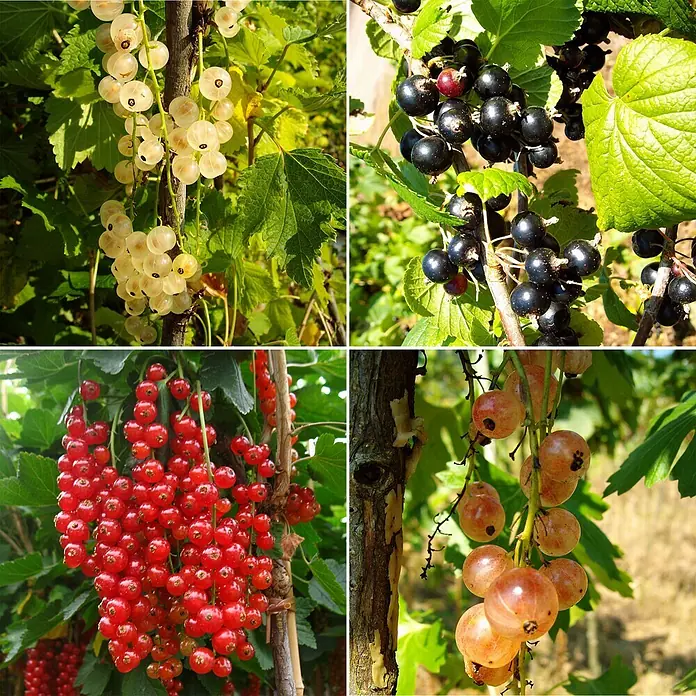 Johannisbeere Set - 4 Stk., Rovada, Titania, Rosetta & Weiße Versailler, Topfvolumen: 3,5 l - Vielfalt von Johannisbeeren: Weiße, schwarze, rote und rosafarbene Sorten am Strauch, eine farbenfrohe und köstliche Ernte.