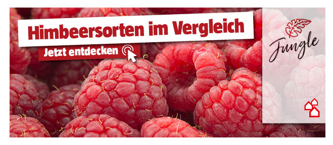 Himbeersorten im Vergleich entdecken