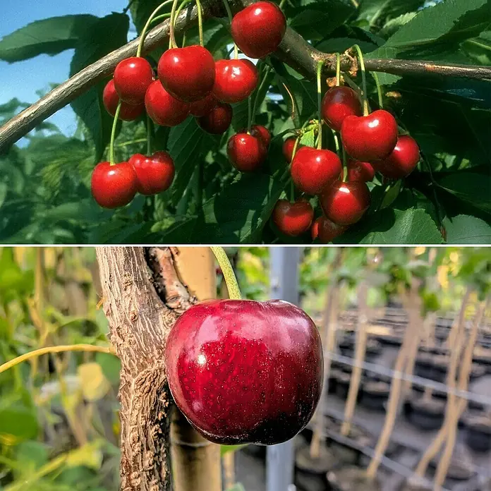 Süßkirschbaum - Set - 2 Stk., Prunus Regina & Prunus Burlat, Topfvolumen: 7,5 l - Leuchtend rote Kirschen am Baum, reif und bereit zum Pflücken. Frische, knackige Früchte direkt vom Zweig.