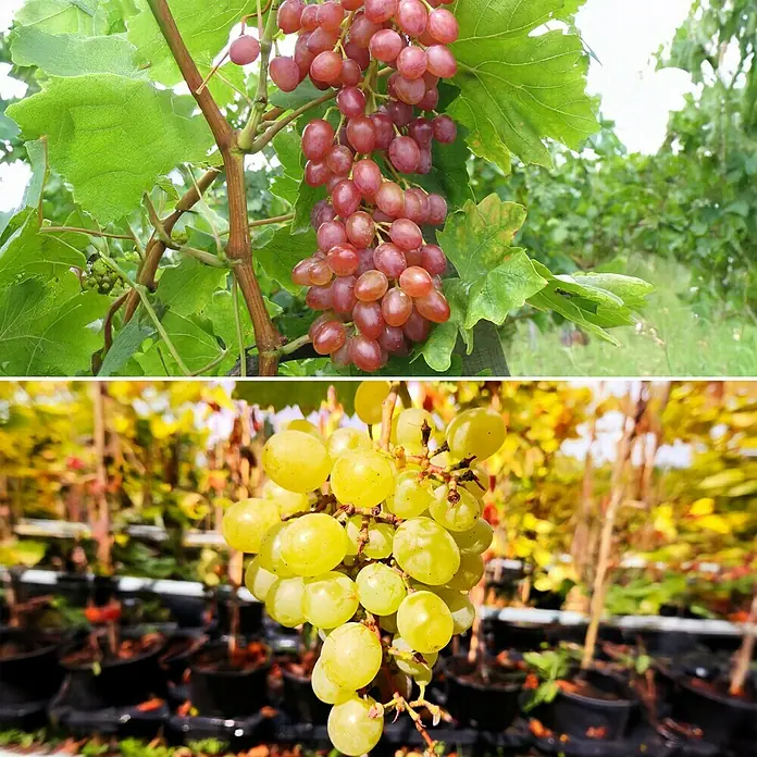 Weinrebe Set - 2 Stk., Vitis Arkadia & Vitis Suffolk Red, Topfvolumen: 3,5 l - Nahaufnahme von zwei verschiedenen Traubensorten, eine rote und eine grüne, beide reif und saftig.