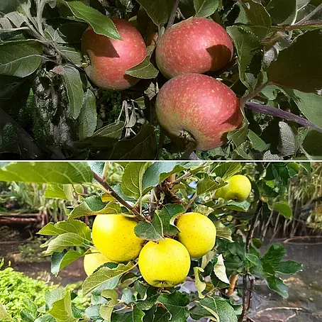 Apfelbaum Set
