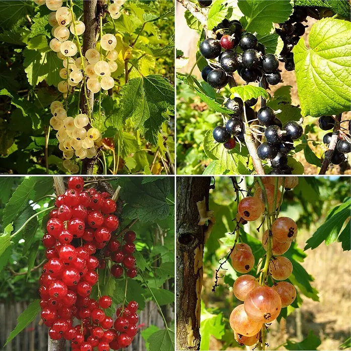 Johannisbeere - Set - 4 Stk., Ribes Titania, Jonkheer van Tets, Weiße Versailler & Rosetta, Topfvolumen: 3,5 l - Sorten von Johannisbeeren.